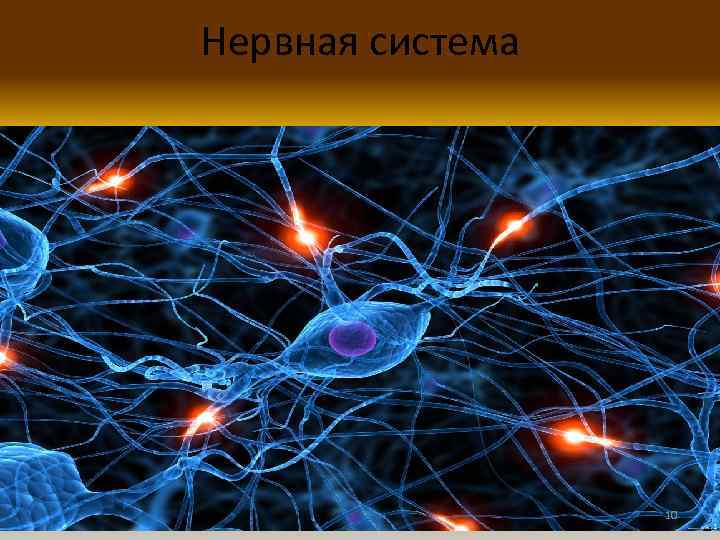 Нервная система 10 