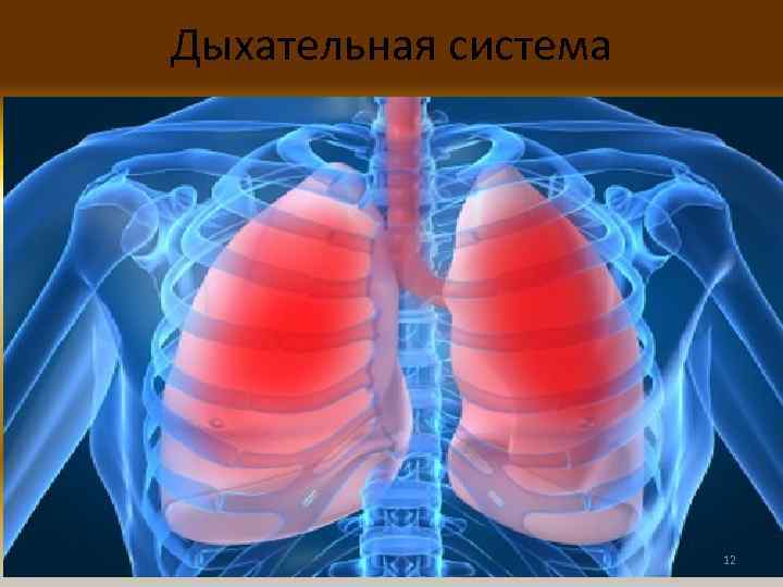 Дыхательная система 12 