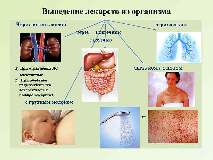 Выведение лекарств из организма Через почки с мочой через легкие через 1) При отравлении