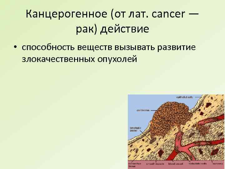 Канцерогенное (от лат. cancer — рак) действие • способность веществ вызывать развитие злокачественных опухолей