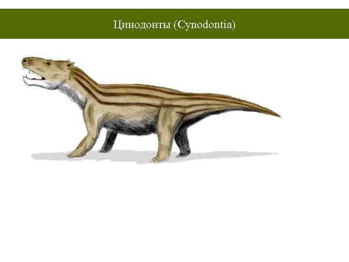 Цинодонты (Cynodontia) 