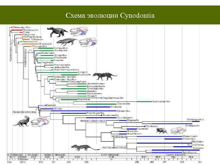 Схема эволюции Cynodontia 