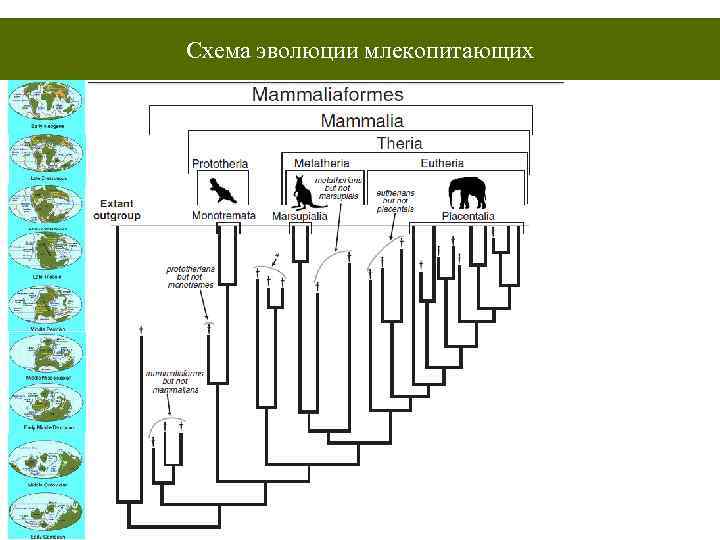 Закончите заполнение схемы эволюция трехслойных животных первое направление эволюции появление