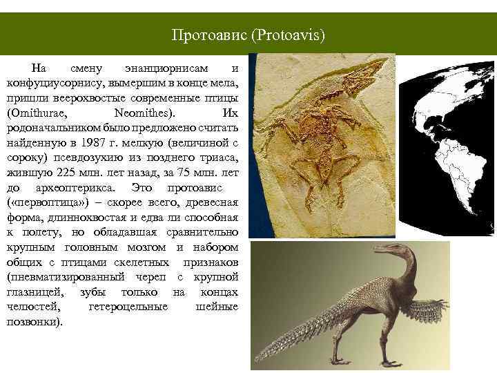 Протоавис. Протоавис переходная форма. Протоавис и Археоптерикс. Археоптерикс Эволюция птиц. Протоавис предок птиц.