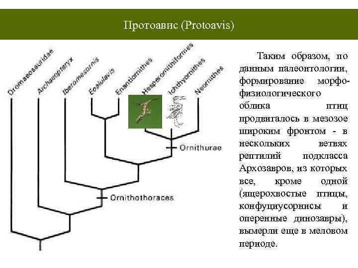Протоавис (Protoavis) Таким образом, по данным палеонтологии, формирование морфофизиологического облика птиц продвигалось в мезозое