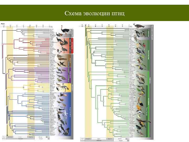 Эволюция птиц схема