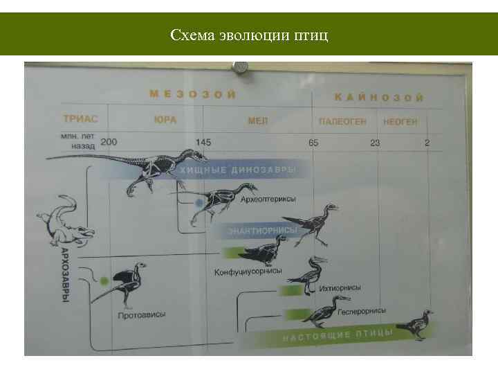Схема эволюции птиц 