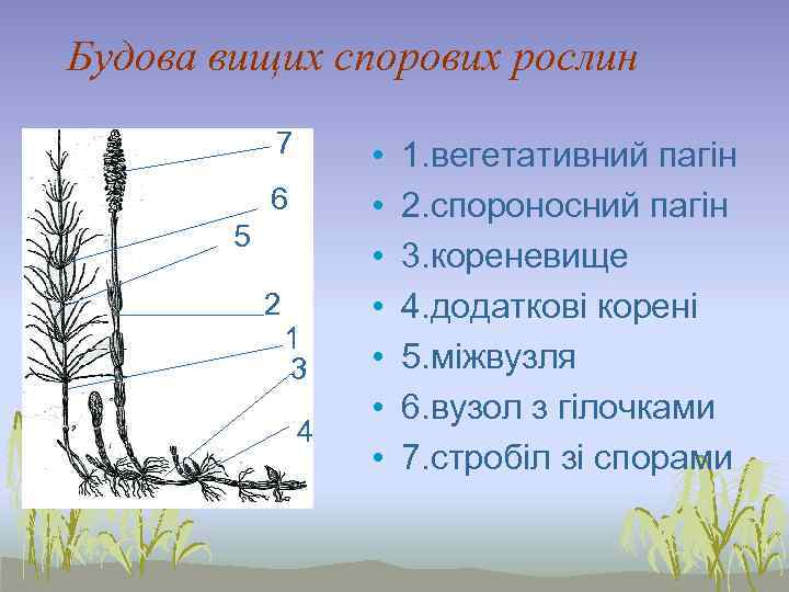 Будова вищих спорових рослин 7 6 5 2 1 3 4 • • 1.