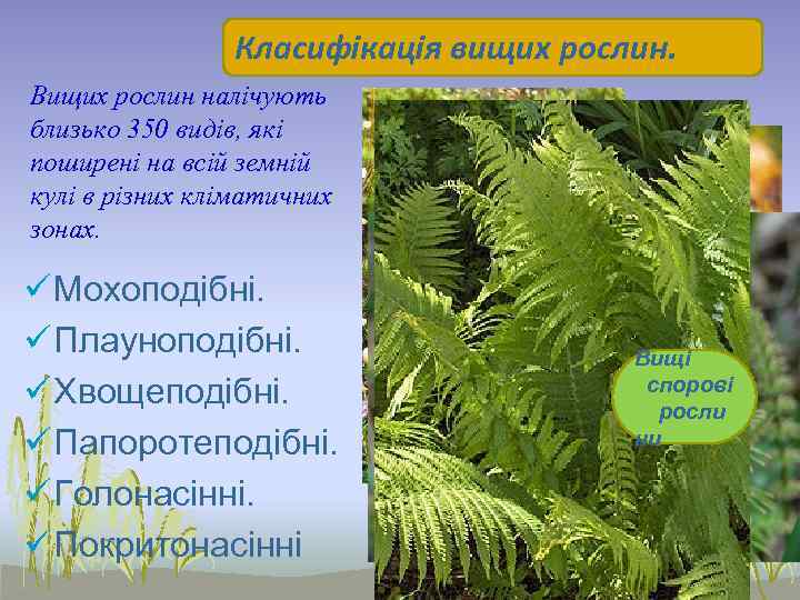 Класифікація вищих рослин. Вищих рослин налічують близько 350 видів, які поширені на всій земній