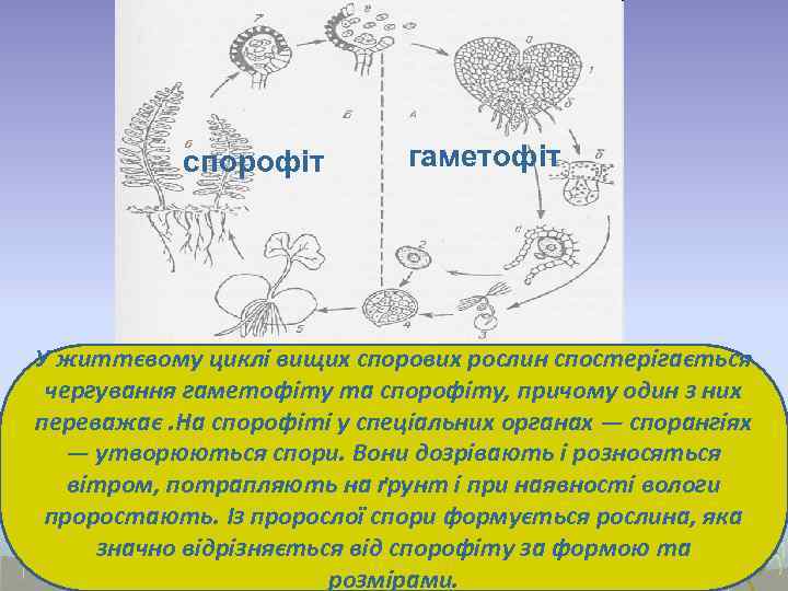 спорофіт гаметофіт У життєвому циклі вищих спорових рослин спостерігається чергування гаметофіту та спорофіту, причому