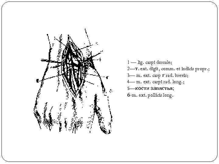 1 — lig. carpi dorsale; 2—т. ext. digit, comm. et indicis propr. ; 3—