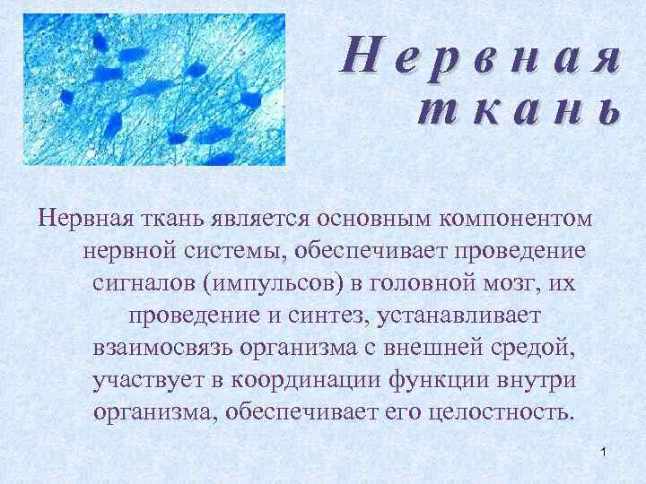 Нервная ткань является основным компонентом нервной системы, обеспечивает проведение сигналов (импульсов) в головной мозг,