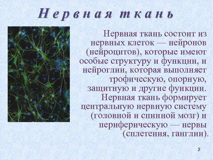 Нервная ткань состоит из нервных клеток — нейронов (нейроцитов), которые имеют особые структуру и