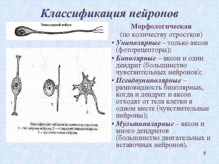 Схема классификация нейронов