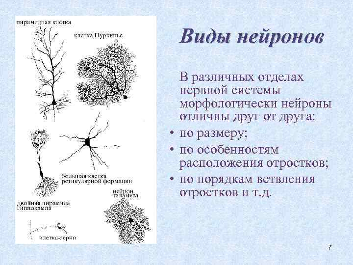 Виды нейронов В различных отделах нервной системы морфологически нейроны отличны друг от друга: •