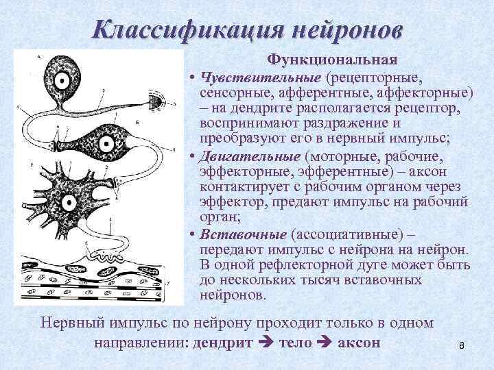 Классификация нейронов Функциональная • Чувствительные (рецепторные, сенсорные, афферентные, аффекторные) – на дендрите располагается рецептор,