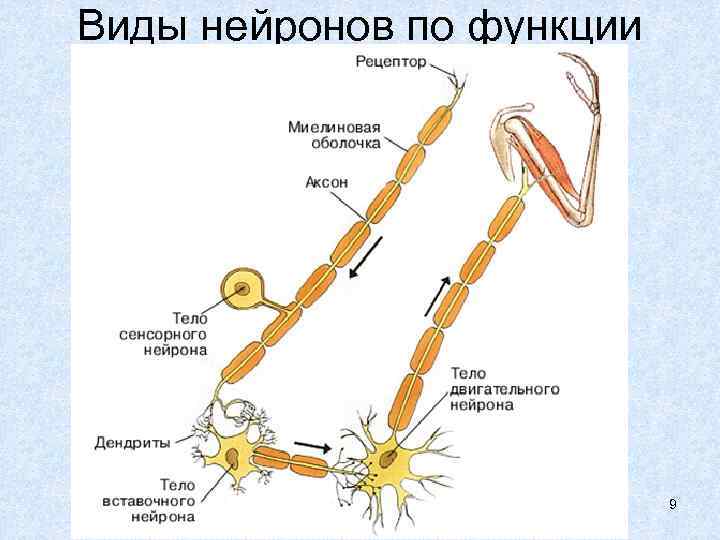 Виды нейронов по функции 9 