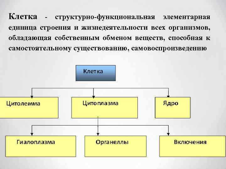 Клетка функциональная единица. Клетка структурно функциональная единица. Клетка как структурно-функциональная единица. Структурная и структурно-функциональная единица. Структурно-функциональная элементарная единица строения.