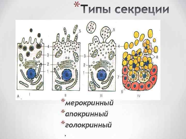 3 типа секреции