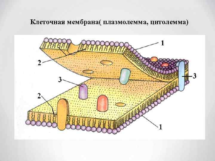 Мембрана 2 5 и 3. Мембрана строение плазмолемма. Плазмолемма это плазматическая мембрана. Строение плазмолеммы оболочка клетки. Строение плазмолеммы клетки.