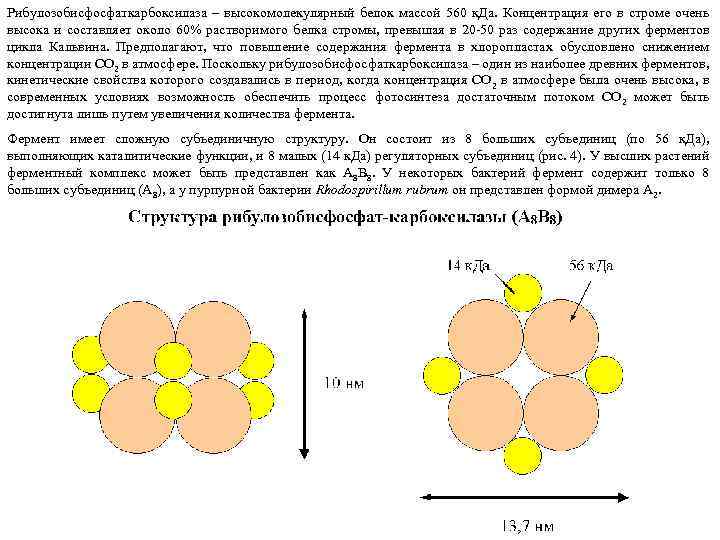 Рибулозобисфосфаткарбоксилаза – высокомолекулярный белок массой 560 к. Да. Концентрация его в строме очень высока