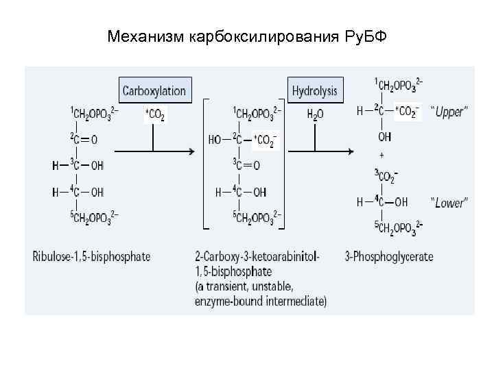 Механизм карбоксилирования Ру. БФ 