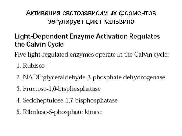 Активация светозависимых ферментов регулирует цикл Кальвина 