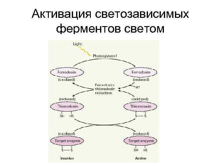 Активация светозависимых ферментов светом 