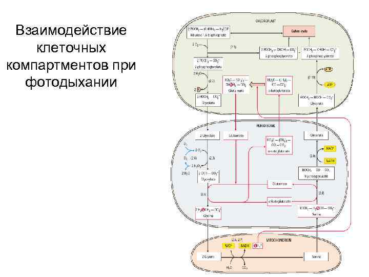 Взаимодействие клеточных компартментов при фотодыхании 