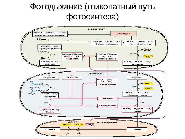 Фотодыхание (гликолатный путь фотосинтеза) 