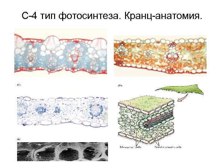 С-4 тип фотосинтеза. Кранц-анатомия. 