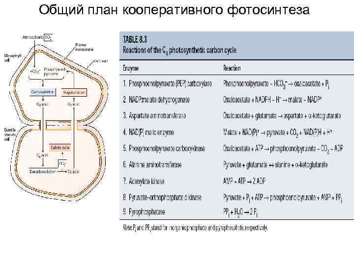 Общий план кооперативного фотосинтеза 