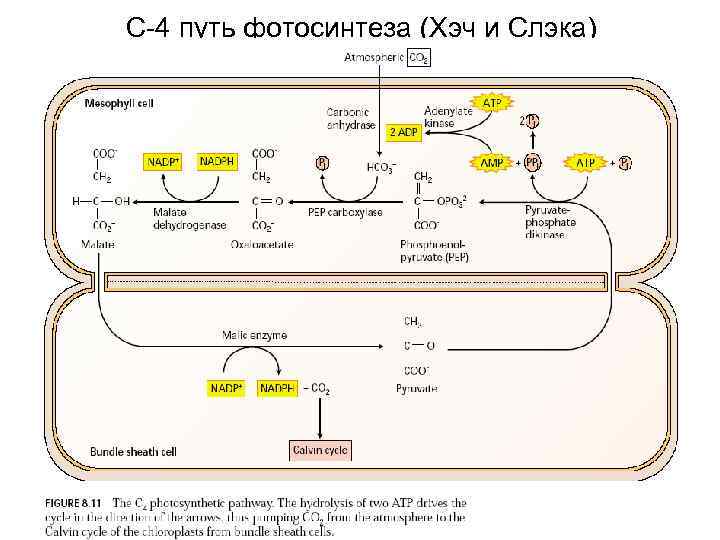 С-4 путь фотосинтеза (Хэч и Слэка) 