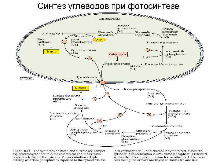 Синтез углеводов происходит в