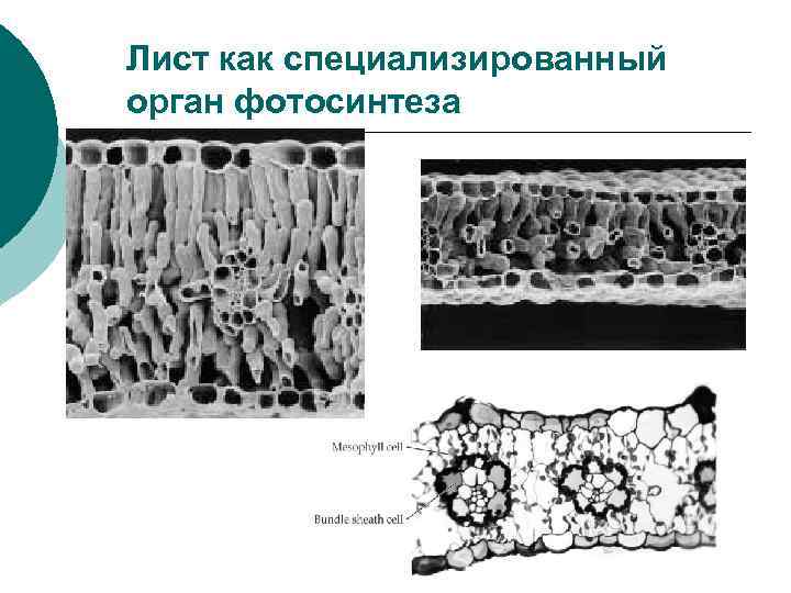 Лист как специализированный орган фотосинтеза 