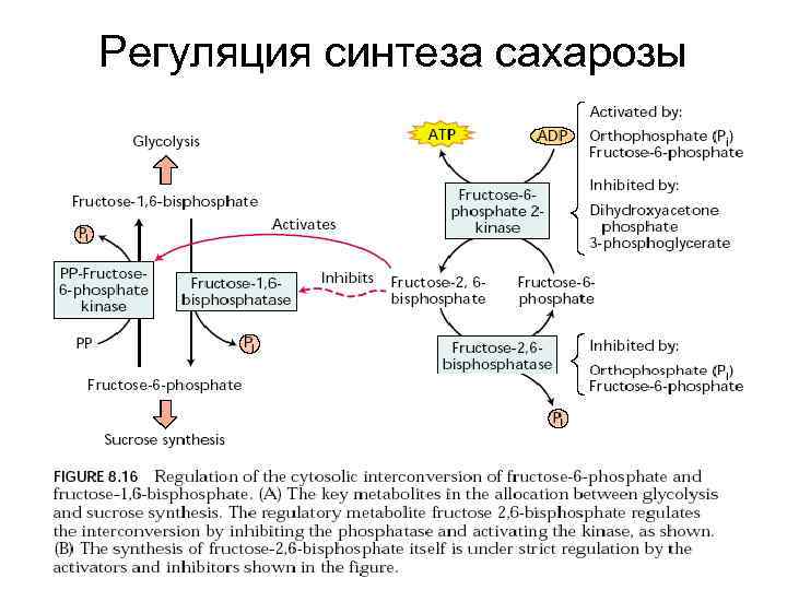 Регуляция синтеза сахарозы 