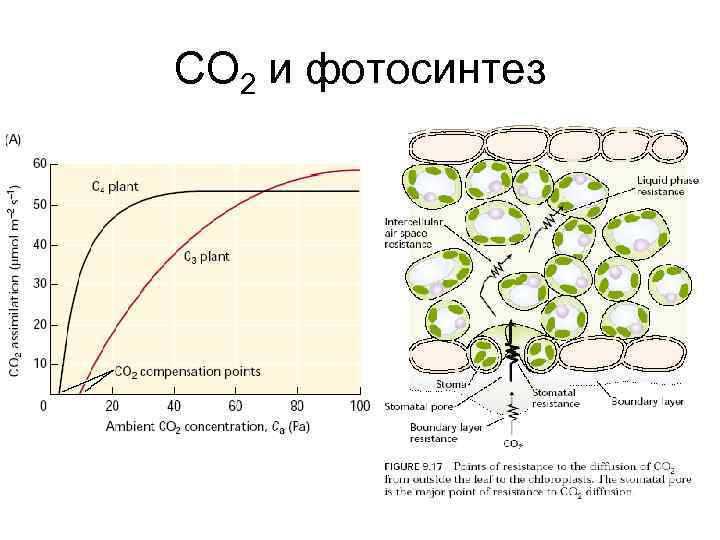 СО 2 и фотосинтез 