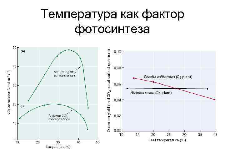 Температура как фактор фотосинтеза 