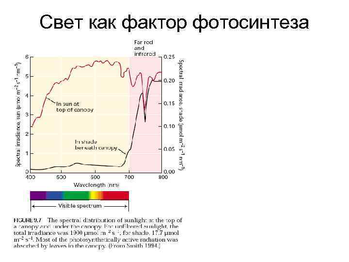 Свет как фактор фотосинтеза 