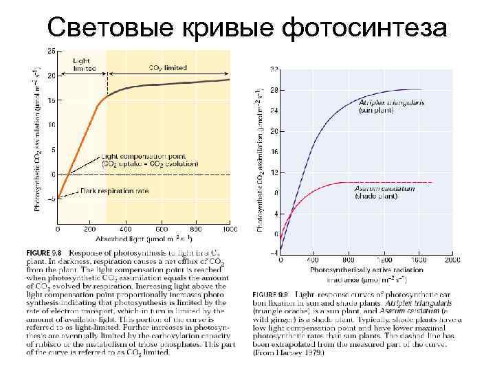 Световые кривые фотосинтеза 