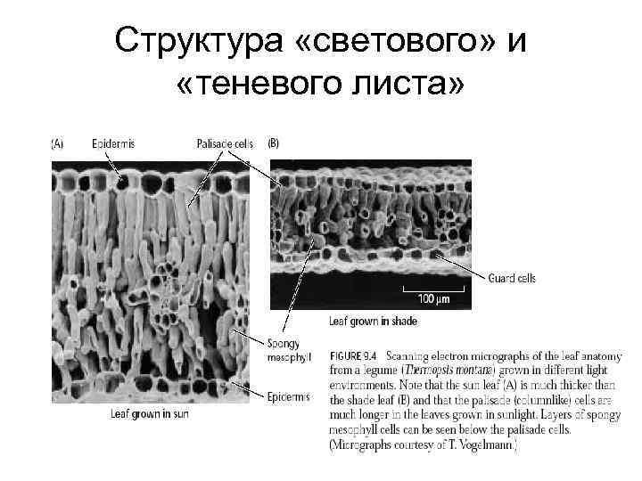 Структура «светового» и «теневого листа» 