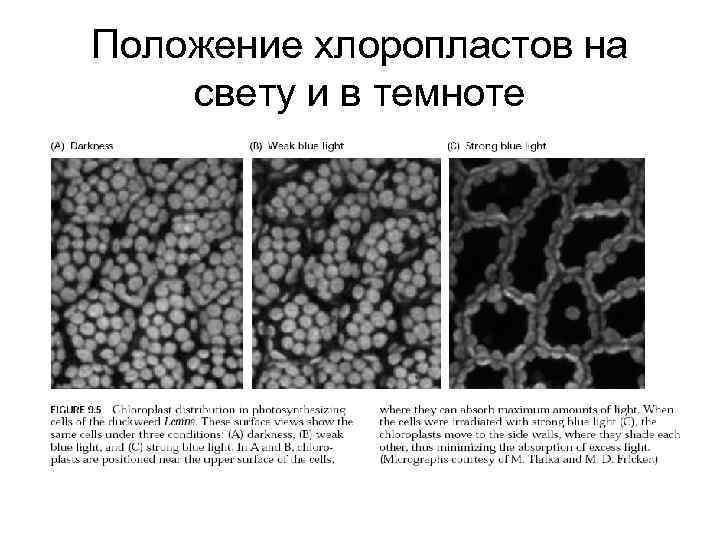 Положение хлоропластов на свету и в темноте 