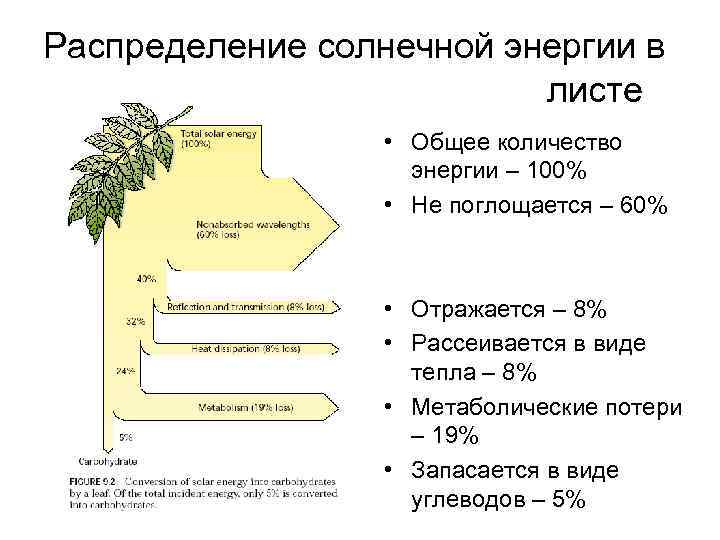 Распределение солнечной энергии в листе • Общее количество энергии – 100% • Не поглощается