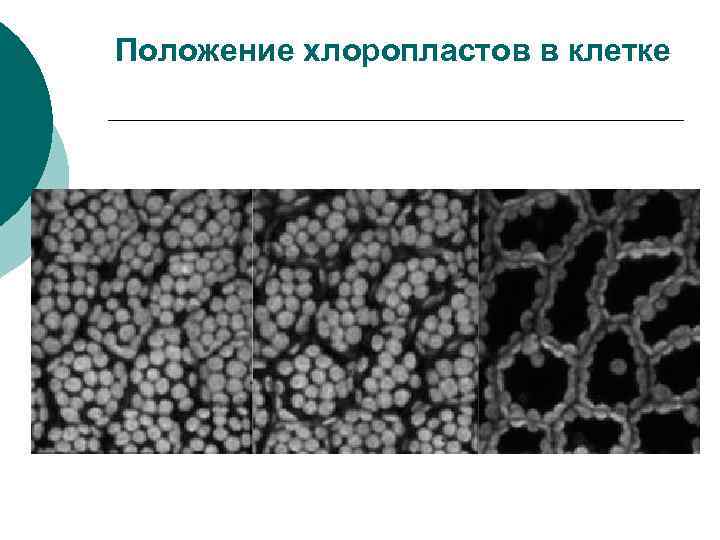 Положение хлоропластов в клетке 