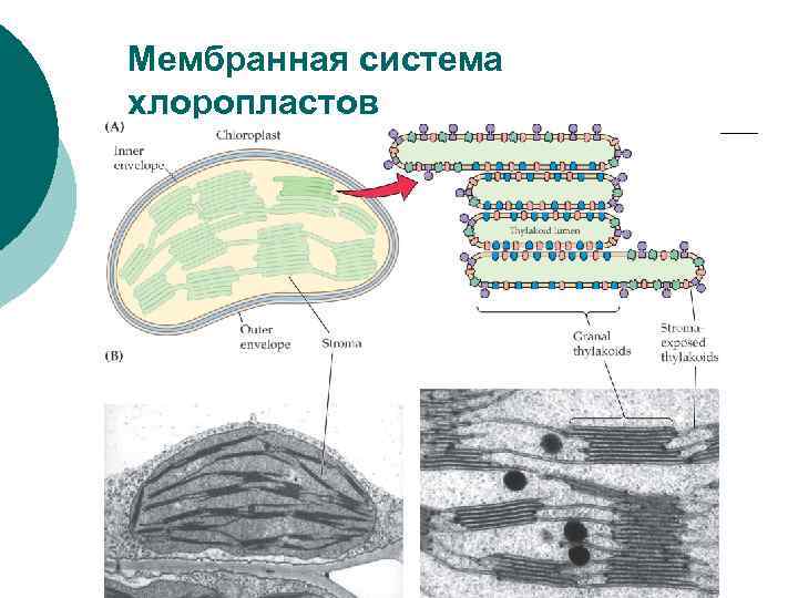 Мембранная система хлоропластов 