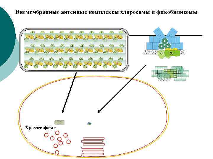 Внемембранные антенные комплексы хлоросомы и фикобилисомы Хроматофоры 