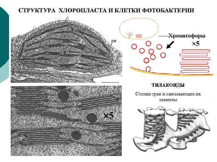 СТРУКТУРА ХЛОРОПЛАСТА И КЛЕТКИ ФОТОБАКТЕРИИ Хроматофоры 5 ТИЛАКОИДЫ Стопки гран и связывающие их ламеллы