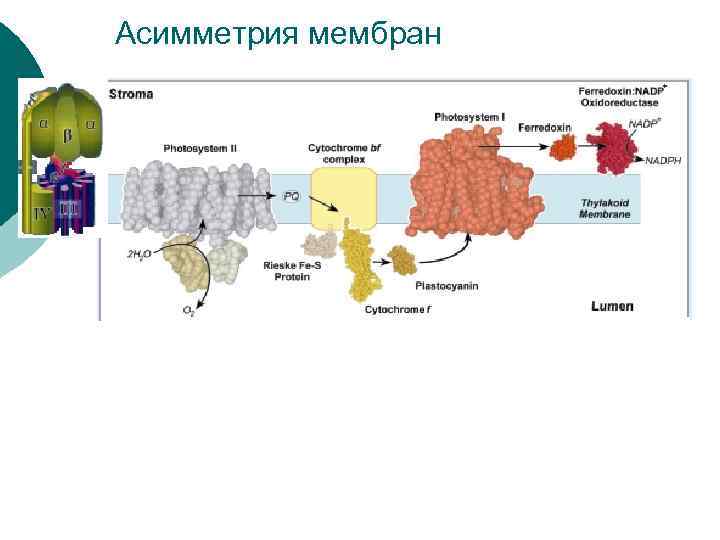 Асимметрия мембран 