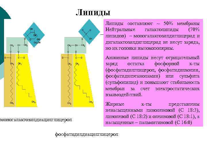 Липиды составляют ~ 50% мембраны Нейтральные галактолипиды (70% липидов) – моногалактозилдиглицерид и дигалактозилдиглицерид не