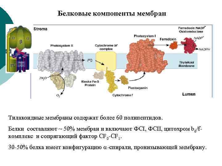 Белковые компоненты мембран Тилакоидные мембраны содержат более 60 полипептидов. Белки составляют ~ 50% мембран